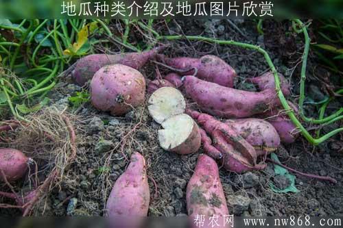 地瓜种类介绍及地瓜图片欣赏 地瓜种类介绍及地瓜图片欣赏