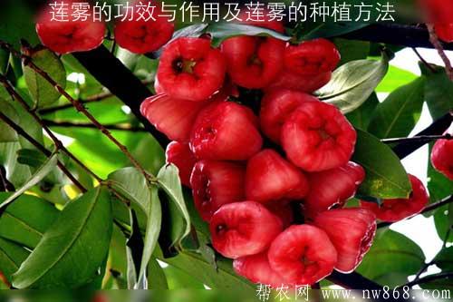 说一说莲雾的功效与作用以及莲雾的育苗种植方法 说一说莲雾的功效与作用以及莲雾的育苗种植方法