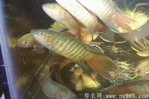斗鱼养殖需要注意哪些问题 斗鱼养殖需要注意哪些问题