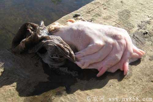 水猴子是什么?很多水猴子图片是真的吗 水猴子是什么?很多水猴子图片是真的吗