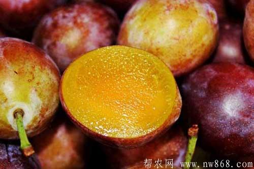 西梅的功效与作用|西梅的营养价值 西梅的功效与作用|西梅的营养价值
