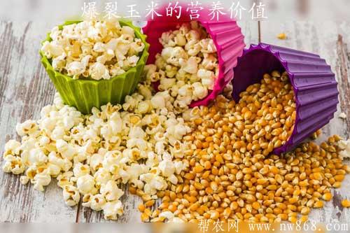 爆裂玉米的营养价值及种植管理方法