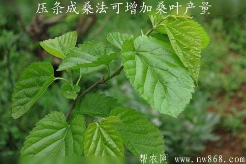 压条成桑养蚕法可增加桑叶产量