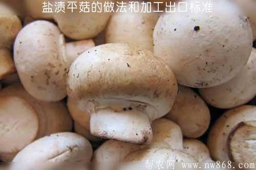 盐渍平菇的做法和加工出口标准 盐渍平菇的做法和加工出口标准