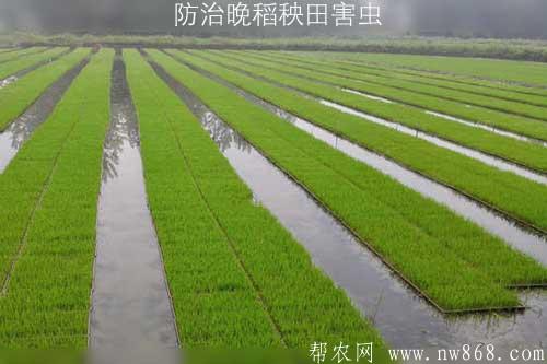 防治晚稻秧田害虫 防治晚稻秧田害虫