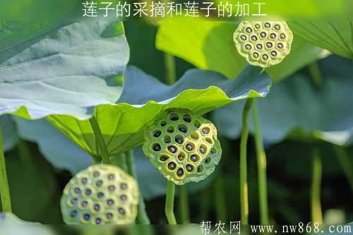 莲子的采摘和莲子的加工 莲子的采摘和莲子的加工