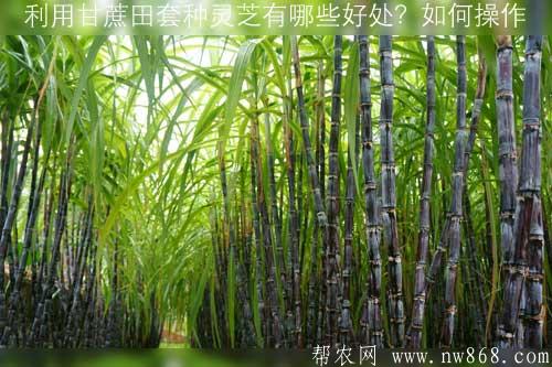利用甘蔗田套种灵芝有哪些好处？如何操作