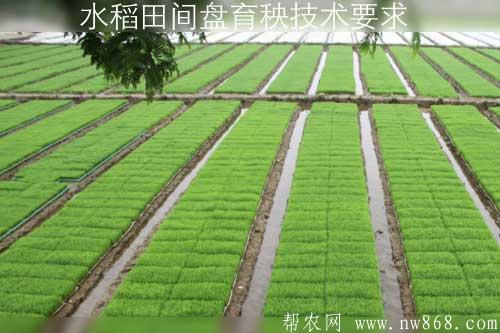 水稻田间盘育秧技术要求 水稻田间盘育秧技术要求