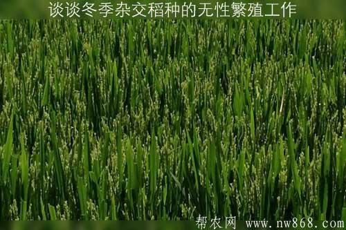 谈谈冬季杂交稻种的无性繁殖工作 谈谈冬季杂交稻种的无性繁殖工作