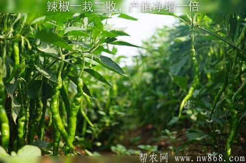 辣椒一栽二收，产值净增一倍