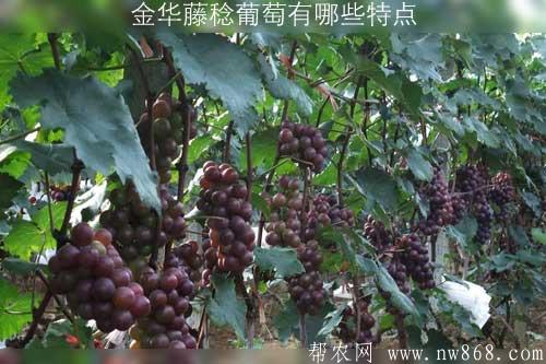 金华藤稔葡萄有哪些特点？这种葡萄适合哪些地区种植