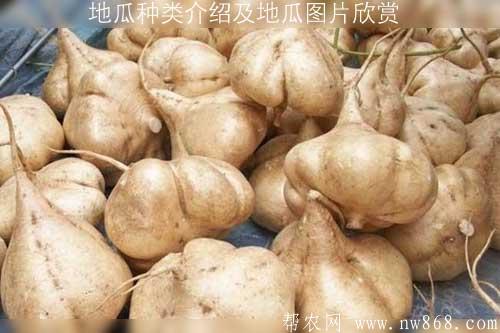 地瓜种类介绍及地瓜图片欣赏
