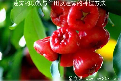 说一说莲雾的功效与作用以及莲雾的育苗种植方法