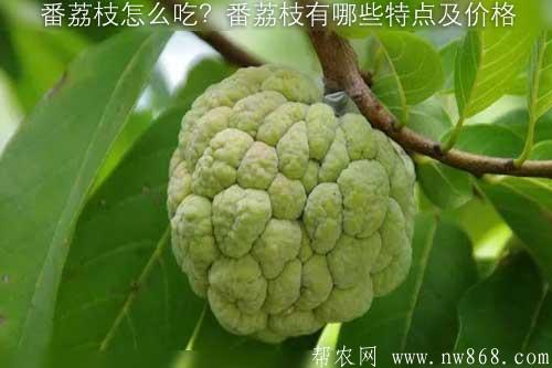番荔枝怎么吃?番荔枝有哪些特点及价格 番荔枝怎么吃?番荔枝有哪些特点及价格