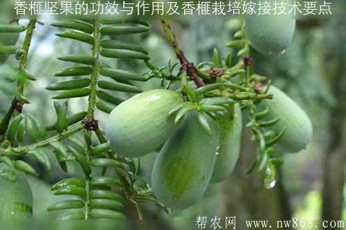 香榧坚果的功效与作用及香榧栽培嫁接技术要点
