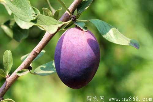 西梅的功效与作用|西梅的营养价值