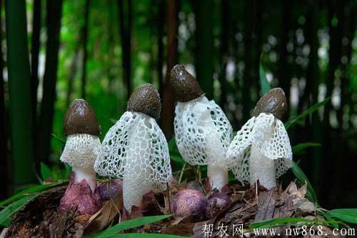 谈谈未来十大暴利种植,或许就有适合你的项目 谈谈未来十大暴利种植,或许就有适合你的项目