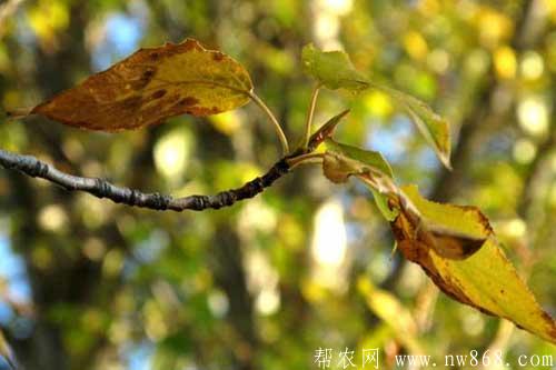 杨树品种图片大全及杨树种类简介 杨树品种图片大全及杨树种类简介