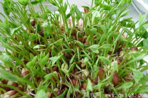 红豆的种植栽培方法、种植时间及科学管理措施 红豆的种植栽培方法、种植时间及科学管理措施