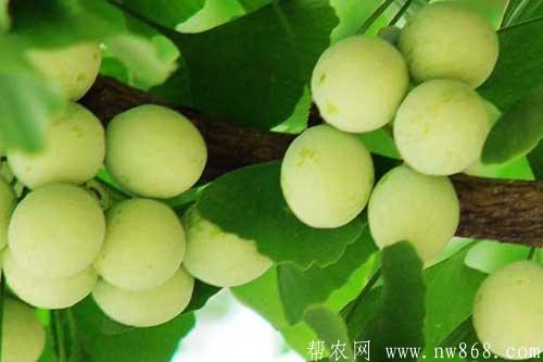 银杏树图片|银杏树叶子像什么?有什么特点和价值 银杏树图片|银杏树叶子像什么?有什么特点和价值