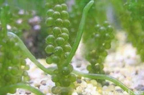 海葡萄的种植方法|海葡萄的功效与作用 海葡萄的种植方法|海葡萄的功效与作用