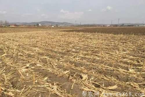 玉米秸秆还田有哪些好处?玉米秸秆还田需要注意什么 玉米秸秆还田有哪些好处?玉米秸秆还田需要注意什么