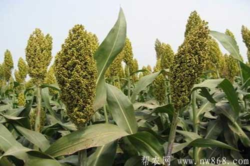 高粱种植田间管理及病害防治 高粱种植田间管理及病害防治