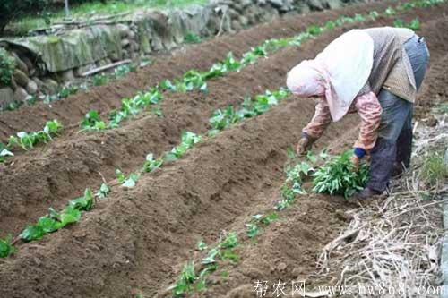 红薯种植经验——育苗时间和育苗方法 红薯种植经验——育苗时间和育苗方法