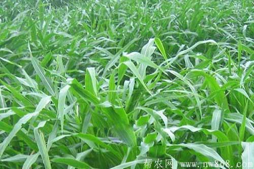 未来十大暴利种植行业都有哪些项目? 未来十大暴利种植行业都有哪些项目?