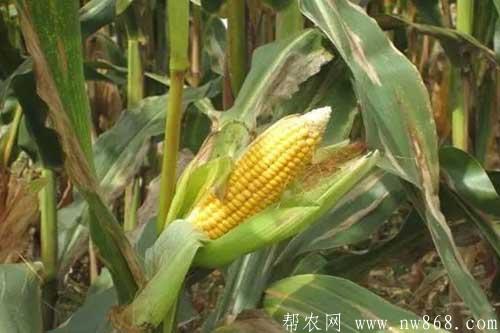 玉米秃尖怎么办?玉米秃尖有哪些预防方法? 玉米秃尖怎么办?玉米秃尖有哪些预防方法?