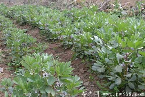 蚕豆种植过程中的高产施肥方法 蚕豆种植过程中的高产施肥方法