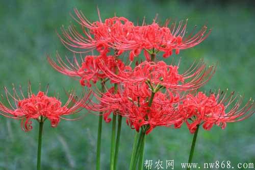 彼岸花的花语、种类及养殖方法 彼岸花的花语、种类及养殖方法