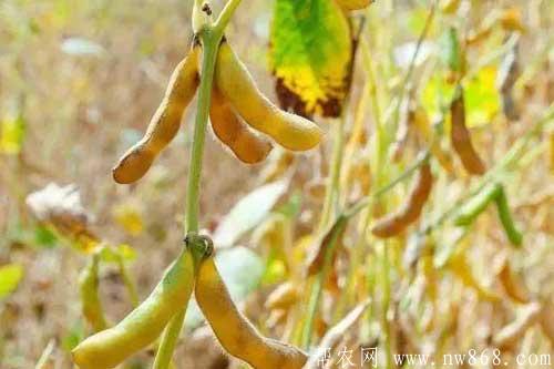 怎样防止大豆结荚少?如何提高大豆的结荚率 怎样防止大豆结荚少?如何提高大豆的结荚率