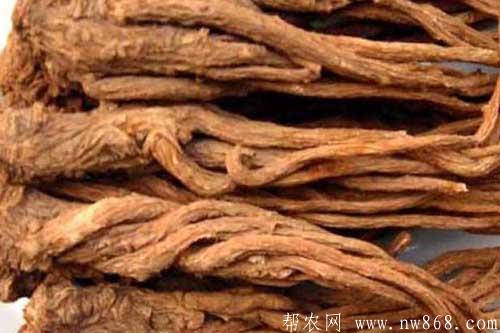 当归的功效与作用是什么?食用当归需要注意哪些问题 当归的功效与作用是什么?食用当归需要注意哪些问题