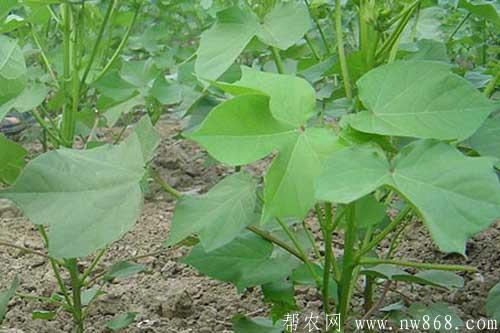 棉花病虫害综合防治技术和措施 棉花病虫害综合防治技术和措施