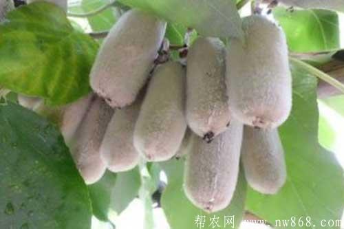 谈谈未来十大暴利种植,或许就有适合你的项目 谈谈未来十大暴利种植,或许就有适合你的项目