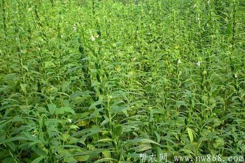 黑芝麻的种植时间和种植方法 黑芝麻的种植时间和种植方法