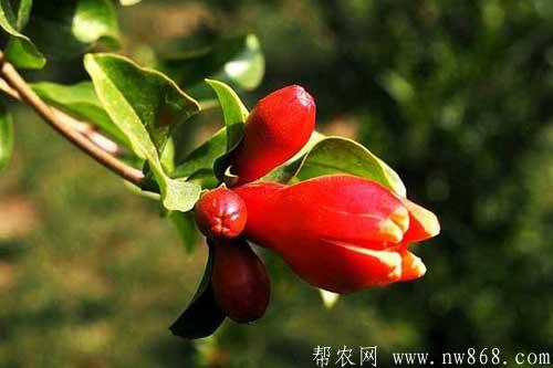 石榴树什么时候开花|石榴不开花是什么原因 石榴树什么时候开花|石榴不开花是什么原因