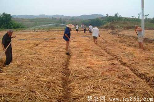 稻草还田需要掌握哪些技术环节 稻草还田需要掌握哪些技术环节