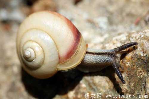 僵尸蜗牛真的存在吗|僵尸蜗牛能养吗 僵尸蜗牛真的存在吗|僵尸蜗牛能养吗