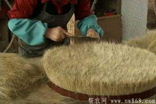 活猪取鬃及猪鬃的加工技术 活猪取鬃及猪鬃的加工技术