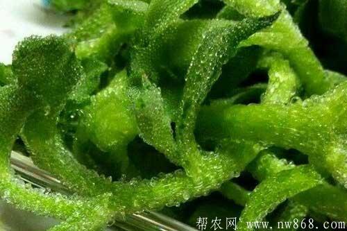 在农村种植什么赚钱快|哪些种植项目比较赚钱 在农村种植什么赚钱快|哪些种植项目比较赚钱