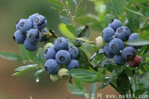 谈谈未来十大暴利种植,或许就有适合你的项目 谈谈未来十大暴利种植,或许就有适合你的项目
