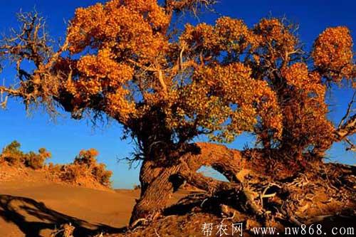 杨树品种图片大全及杨树种类简介 杨树品种图片大全及杨树种类简介