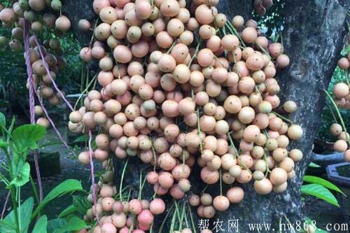 谈谈未来十大暴利种植,或许就有适合你的项目 谈谈未来十大暴利种植,或许就有适合你的项目