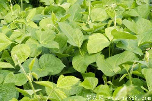 红豆的种植栽培方法、种植时间及科学管理措施 红豆的种植栽培方法、种植时间及科学管理措施