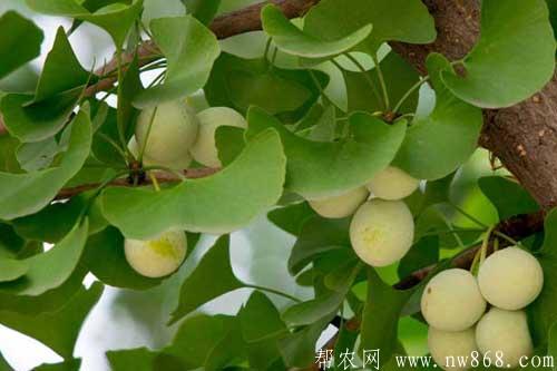 银杏树图片|银杏树叶子像什么?有什么特点和价值 银杏树图片|银杏树叶子像什么?有什么特点和价值