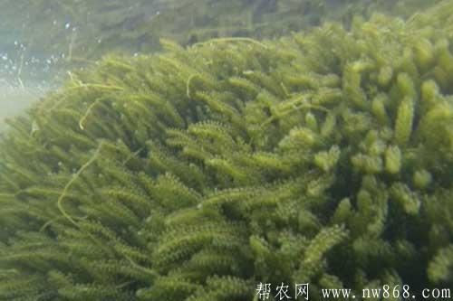 海葡萄的种植方法|海葡萄的功效与作用 海葡萄的种植方法|海葡萄的功效与作用