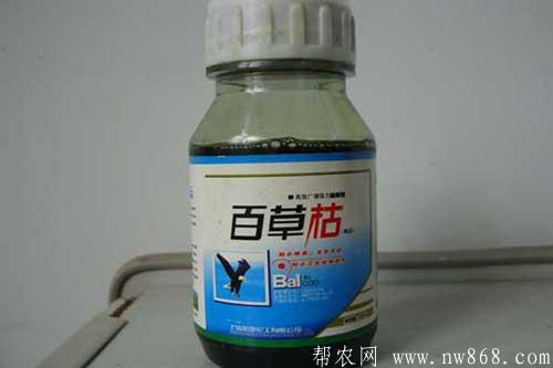 百草枯是什么东西?使用百草枯有哪些注意事项 百草枯是什么东西?使用百草枯有哪些注意事项