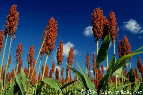 高粱种植田间管理及病害防治 高粱种植田间管理及病害防治